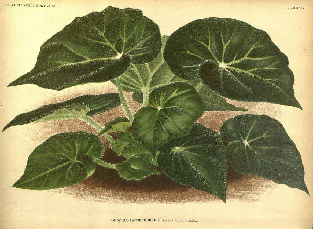 B. lansbergeae